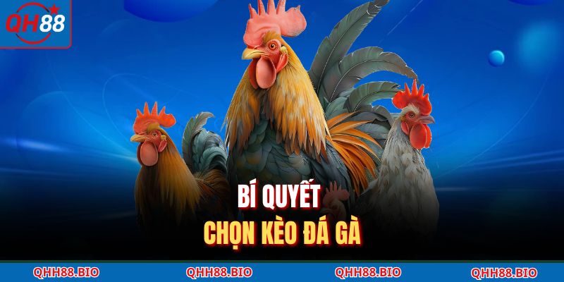 Bí quyết chọn kèo đá gà