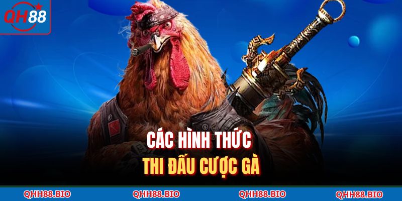 Các hình thức thi đấu cược gà