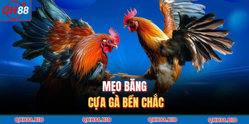 Mẹo băng cựa gà bền chắc