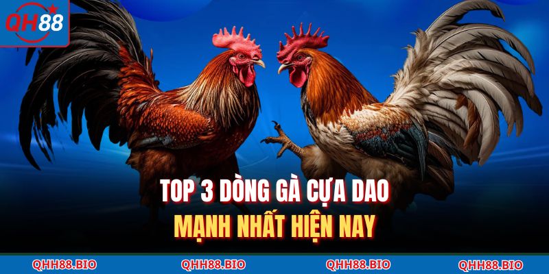TOP 3 dòng gà cựa dao mạnh nhất hiện nay