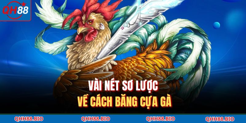 Vài nét sơ lược về cách băng cựa gà